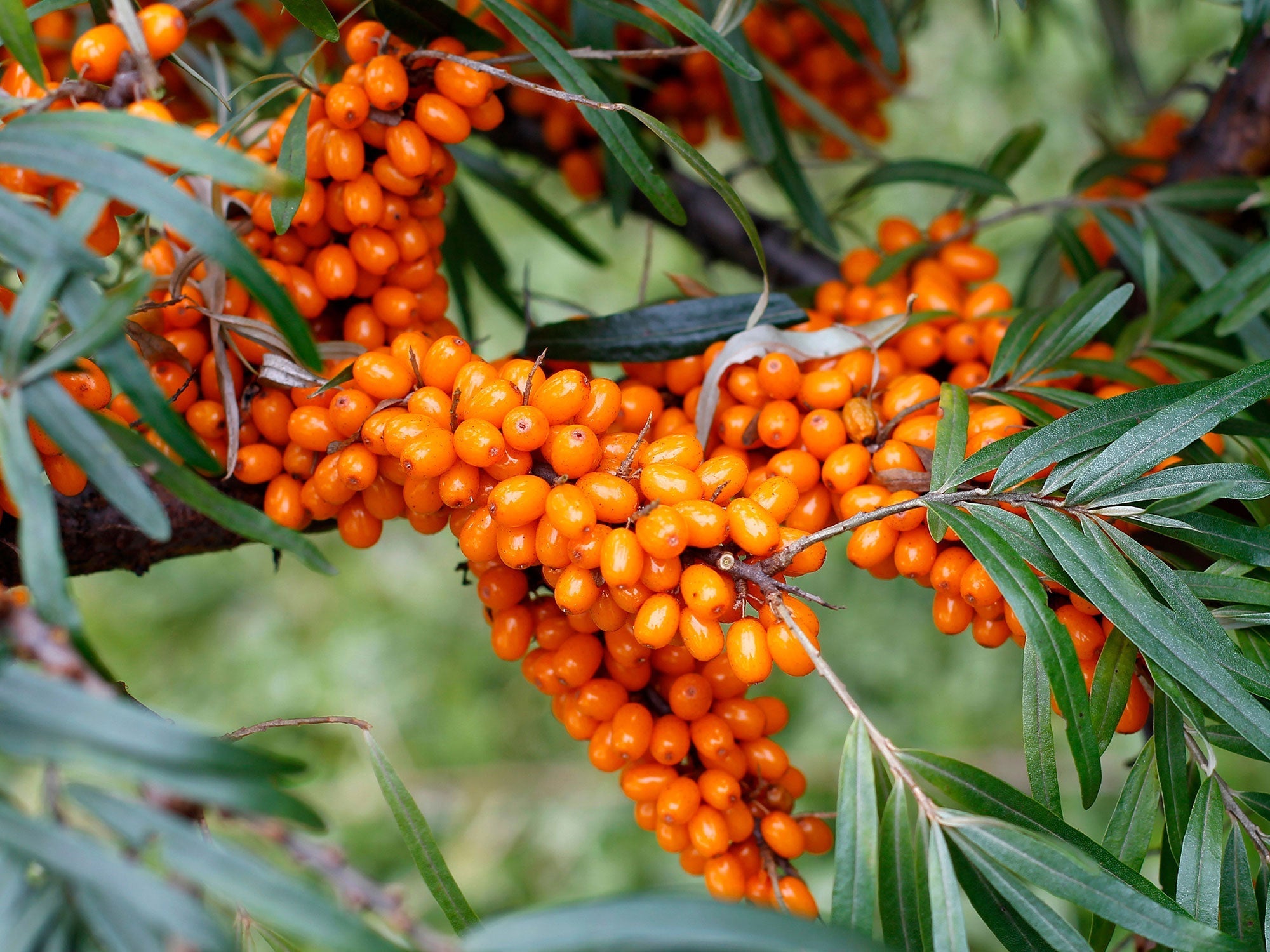 The Power of Organic Sea Buckthorn Oil in Skincare: Why Your Skin Needs This Super Ingredient